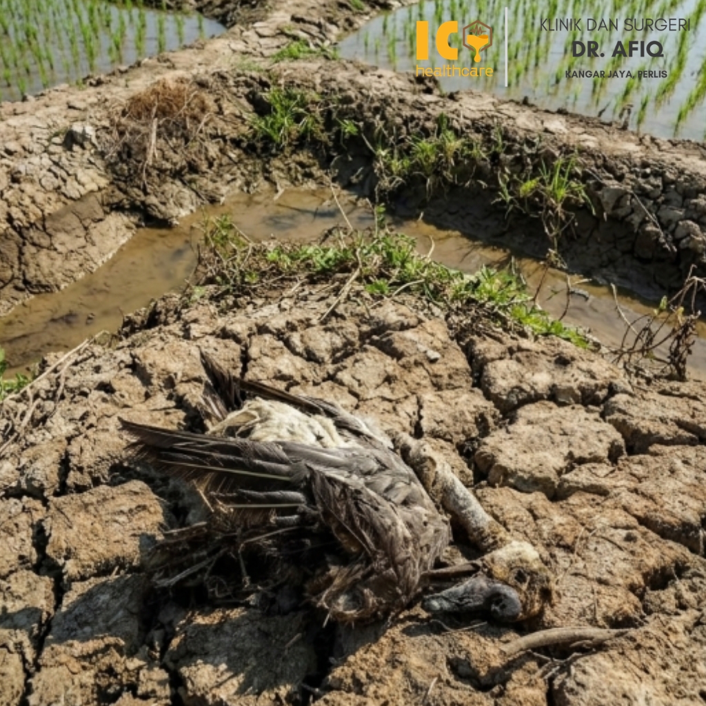 Seekor burung upeh (Asian Openbill Stork) ditemui mati di tali air kering di Batu Putih Kuala Perlis akibat gelombang haba
